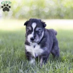 Saxon, Siberian Husky Puppy